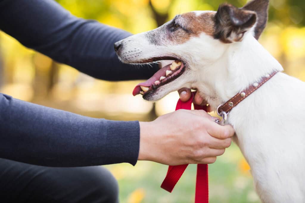 Owner securing a leash on a dog in a public park